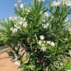 oleander 4