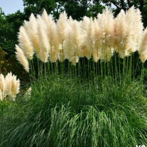 pampas grass 1