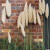 pampas grass 2