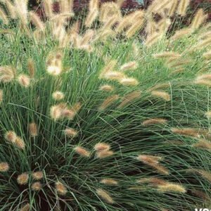 pennisetum