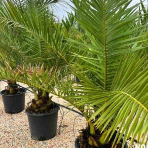 phoenix canariensis 1
