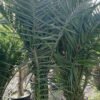 phoenix canariensis 3