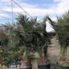 phoenix canariensis 5