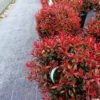 photinia little red robin 1