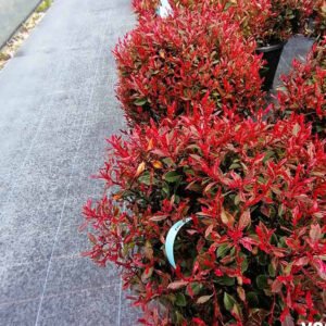 photinia little red robin 1