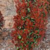 photinia little red robin 2
