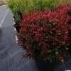 photinia little red robin 3