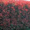 photinia red robin 1