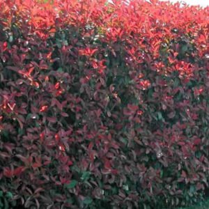 photinia red robin 1