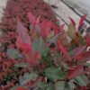 photinia red robin 3