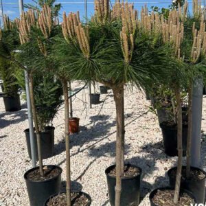 pinus brepo 1