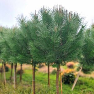 pinus pinea 1