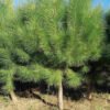 pinus pinea 2