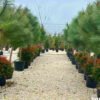 pinus pinea 4