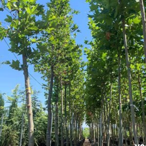 platanus acerifolia 1