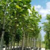 platanus acerifolia 4