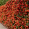 pyracantha coccinea 1
