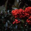 pyracantha coccinea 2