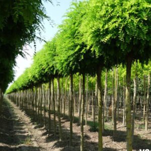 robinia pseudoacacia