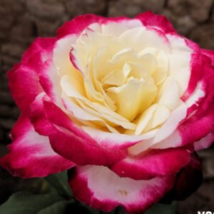 rosa 1