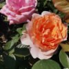 rosa 8