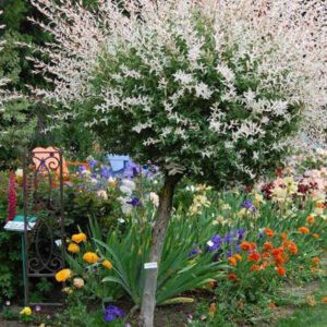 salix integra hakuro