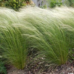 stipa ponytails
