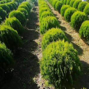 thuja aurea nana 1