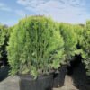 thuja aurea nana 3
