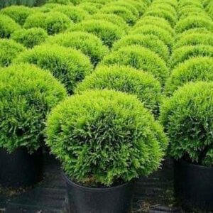 thuja danica 1