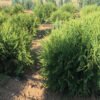thuja danica 2