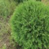 thuja danica 4
