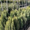 thuja orientalis 1