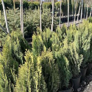 thuja orientalis 1