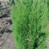 thuja orientalis 2