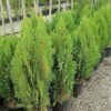 thuja orientalis 3