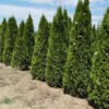 thuja smaragd 1