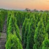 thuja smaragd 3