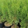 thuja smaragd 4