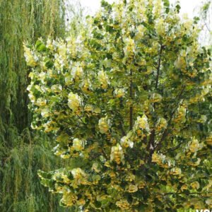 tilia tomentosa