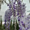 wisteria 2